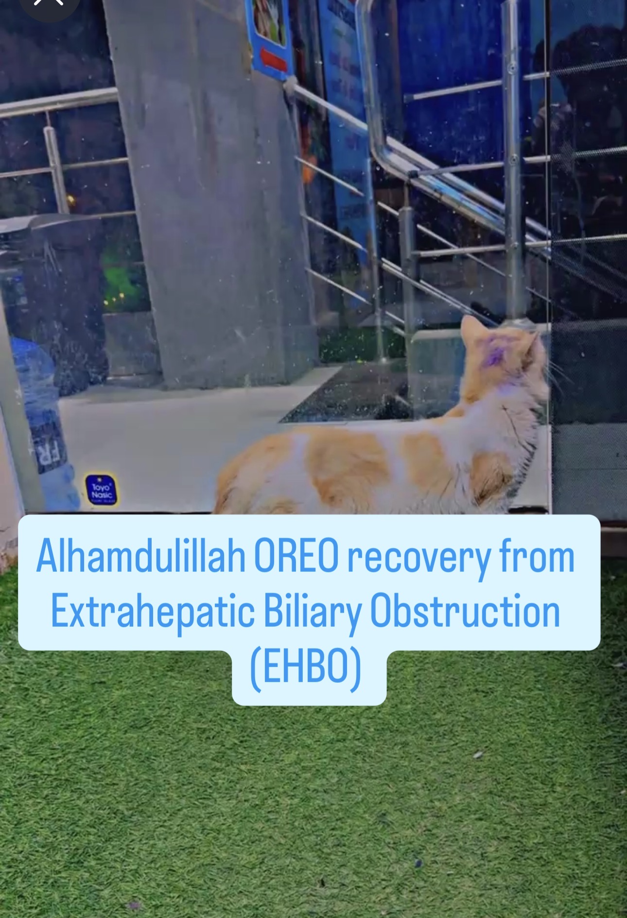 Prime Pets Hospital  — shop photo 5, B-17 Islamabad